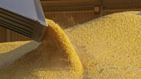 23 декабря в госфонд закупили 50,5 тысячи тонн зерна
